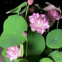 Bowl Lotus Seeds