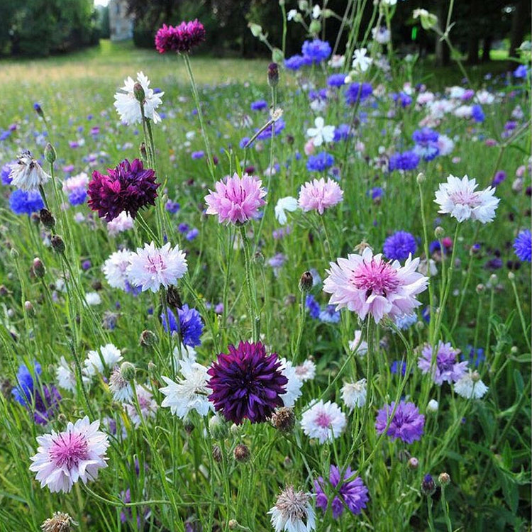 Cornflower Seed Mixed