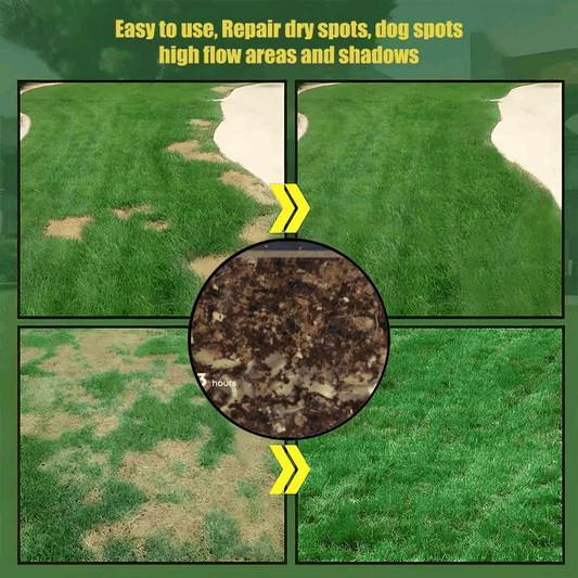 Evergreen dwarf grass seed