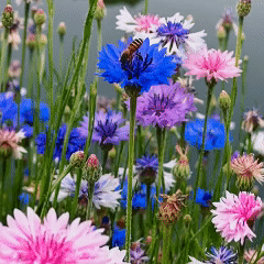 Cornflower Seed Mixed