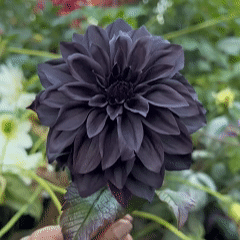 🌸Captivating Starry Night Dahlia 🌸