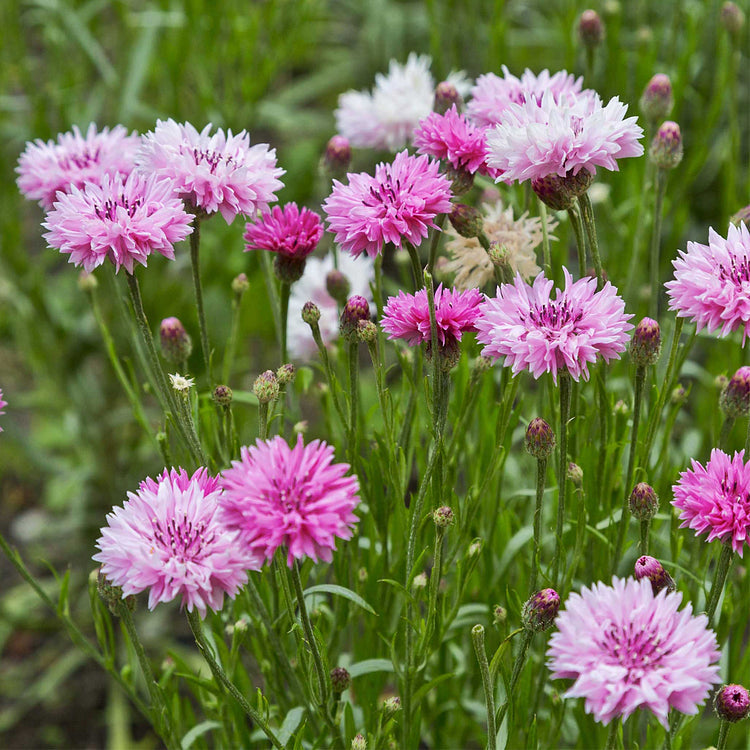 Cornflower Seed Mixed