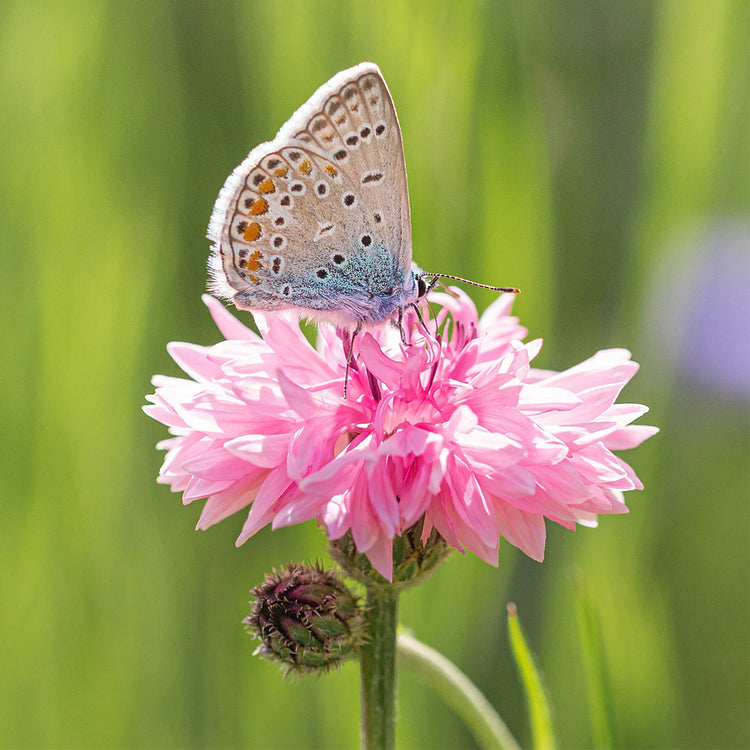 Cornflower Seed Mixed