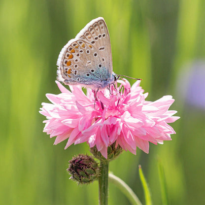 Cornflower Seed Mixed