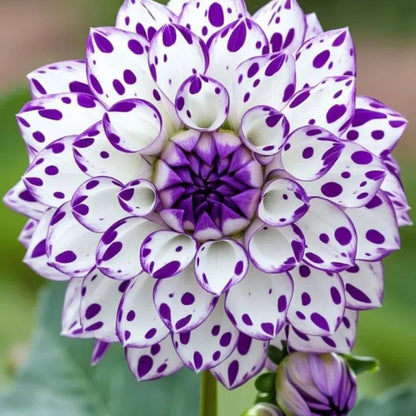 🌸Captivating Starry Night Dahlia 🌸