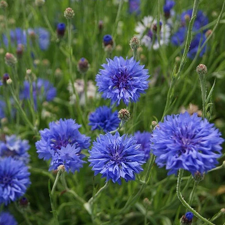 Cornflower Seed Mixed