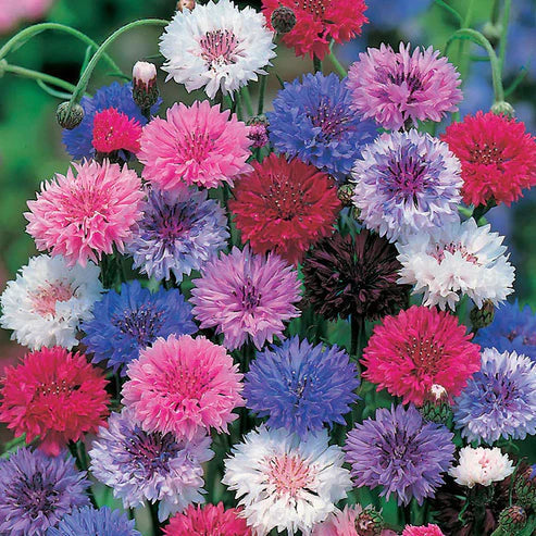Cornflower Seed Mixed