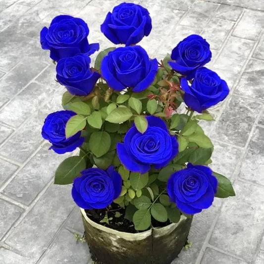 Blue Enchantress Rose Seeds